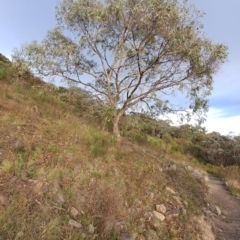 Eucalyptus nortonii at Mount Taylor - 14 Dec 2023 07:06 AM