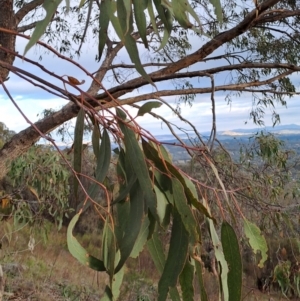 Eucalyptus nortonii at Mount Taylor - 14 Dec 2023 07:06 AM