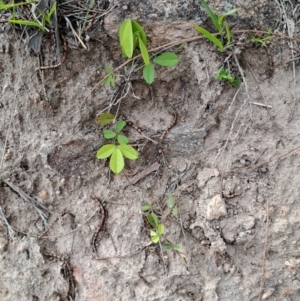 Glycine tabacina at Mount Taylor - 14 Dec 2023