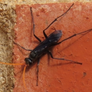 Fabriogenia sp. (genus) at Narrabundah, ACT - 13 Dec 2023 08:26 AM