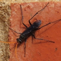 Fabriogenia sp. (genus) (Spider wasp) at Narrabundah, ACT - 12 Dec 2023 by RobParnell