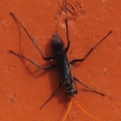 Fabriogenia sp. (genus) at Narrabundah, ACT - 13 Dec 2023 08:26 AM