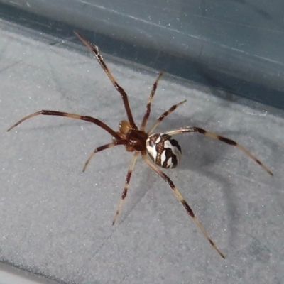 Unverified Spider at Narrabundah, ACT - 14 Dec 2023 by RobParnell