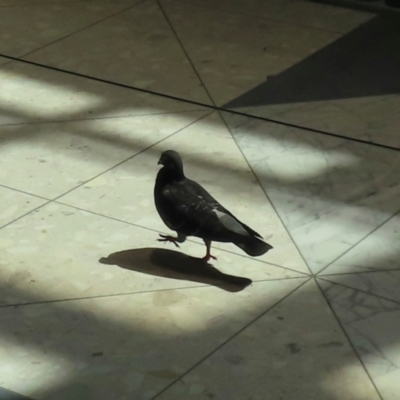 Columba livia (Rock Dove (Feral Pigeon)) at Canberra, ACT - 14 Dec 2023 by RobParnell