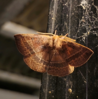 Anthela repleta (Replete Anthelid) at QPRC LGA - 14 Dec 2023 by Csteele4