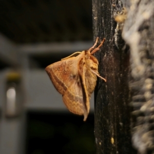 Anthela repleta at QPRC LGA - 14 Dec 2023