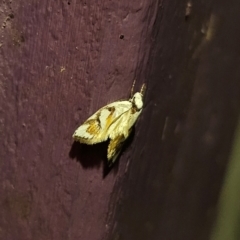 Cosmaresta anarrecta (A Concealer Moth, Wingia Group) at Captains Flat, NSW - 14 Dec 2023 by Csteele4