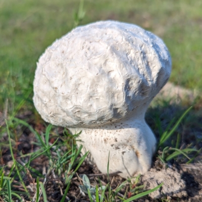 Calvatia sp. (a puffball ) at Mount Taylor - 14 Dec 2023 by HelenCross