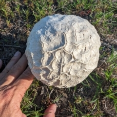 Calvatia sp. at Mount Taylor - 14 Dec 2023