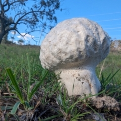 Calvatia sp. at Mount Taylor - 14 Dec 2023