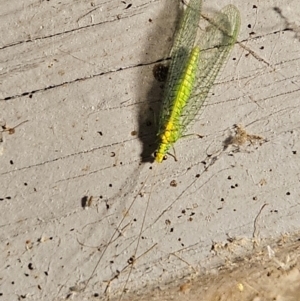 Apertochrysa edwardsi at QPRC LGA - 14 Dec 2023