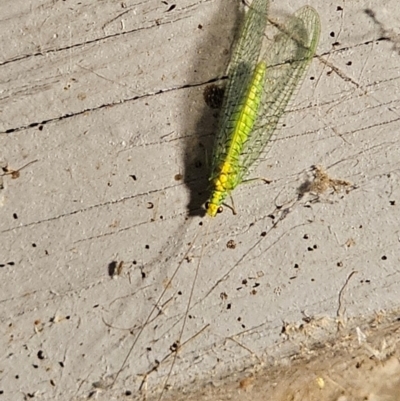 Apertochrysa edwardsi (A Green Lacewing) at QPRC LGA - 14 Dec 2023 by Csteele4