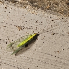 Apertochrysa edwardsi at QPRC LGA - 14 Dec 2023