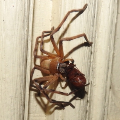 Delena cancerides (Social huntsman spider) at Kambah, ACT - 14 Dec 2023 by HelenCross
