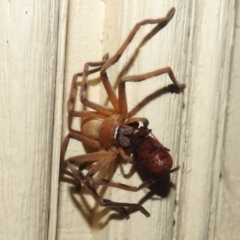 Delena cancerides (Social huntsman spider) at Lions Youth Haven - Westwood Farm - 14 Dec 2023 by HelenCross