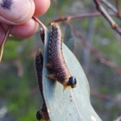 Pergidae sp. (family) at Mount Taylor - 14 Dec 2023