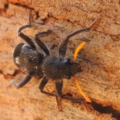 Trogodendron fasciculatum (Yellow-horned Clerid) at Lions Youth Haven - Westwood Farm - 13 Dec 2023 by HelenCross