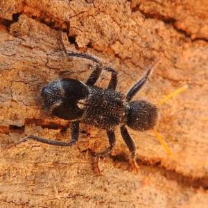 Trogodendron fasciculatum at Lions Youth Haven - Westwood Farm A.C.T. - 14 Dec 2023