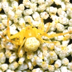 Thomisidae (family) (Unidentified Crab spider or Flower spider) at Cotter River, ACT - 12 Dec 2023 by Harrisi