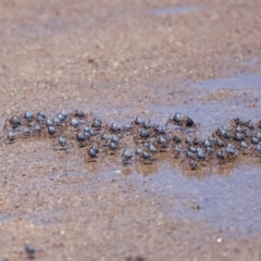 Mictyris longicarpus at Wellington Point, QLD - 7 Dec 2023 by TimL