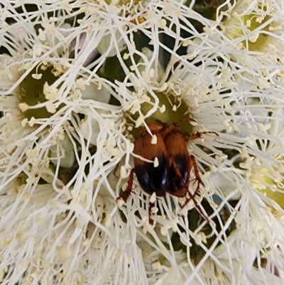 Phyllotocus macleayi (Nectar scarab) at Acton, ACT - 13 Dec 2023 by Steve818