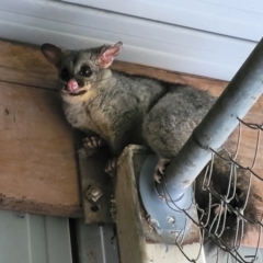 Trichosurus vulpecula (Common Brushtail Possum) at Lyneham, ACT - 14 Dec 2023 by trevorpreston