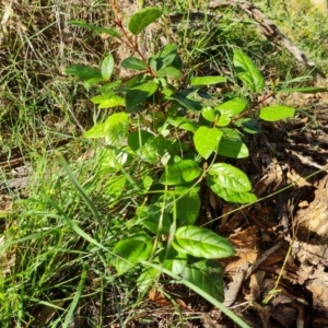 Viburnum tinus at O'Malley, ACT - 15 Dec 2023