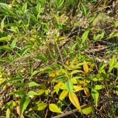 Nandina domestica (Sacred Bamboo) at Mount Mugga Mugga - 15 Dec 2023 by Mike