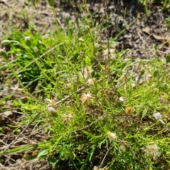 Vittadinia muelleri (Narrow-leafed New Holland Daisy) at O'Malley, ACT - 14 Dec 2023 by Mike