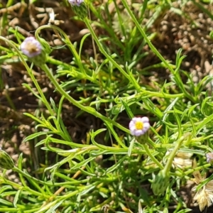 Vittadinia muelleri at Mount Mugga Mugga - 15 Dec 2023