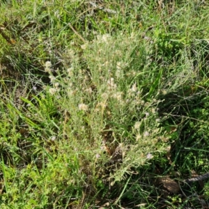 Vittadinia gracilis at Mount Mugga Mugga - 15 Dec 2023 08:06 AM