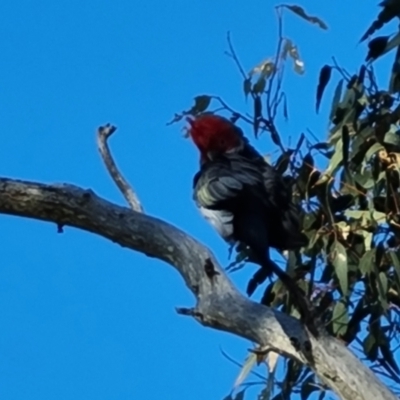 Callocephalon fimbriatum (Gang-gang Cockatoo) at O'Malley, ACT - 15 Dec 2023 by Mike