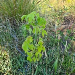 Acer negundo (Box Elder) at Mount Mugga Mugga - 15 Dec 2023 by Mike
