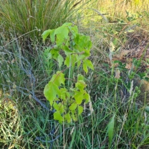 Acer negundo at Mount Mugga Mugga - 15 Dec 2023