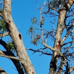 Callocephalon fimbriatum (Gang-gang Cockatoo) at Mount Mugga Mugga - 14 Dec 2023 by Mike