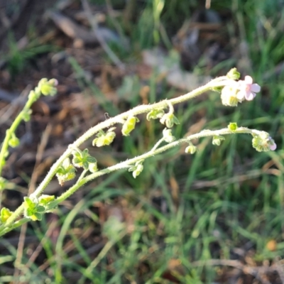 Cynoglossum australe (Australian Forget-me-not) at O'Malley, ACT - 14 Dec 2023 by Mike