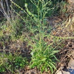 Cynoglossum australe at O'Malley, ACT - 15 Dec 2023