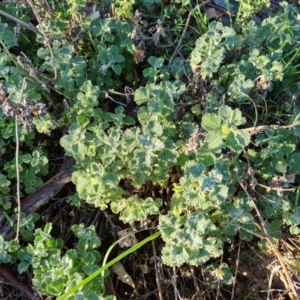 Marrubium vulgare at O'Malley, ACT - 15 Dec 2023