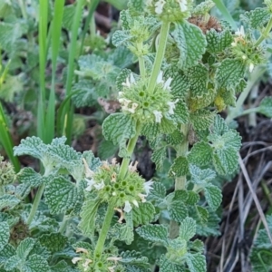 Marrubium vulgare at O'Malley, ACT - 15 Dec 2023