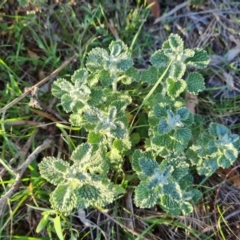 Marrubium vulgare at O'Malley, ACT - 15 Dec 2023