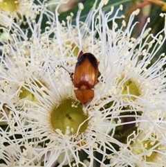 Phyllotocus macleayi (Nectar scarab) at Acton, ACT - 13 Dec 2023 by Steve818