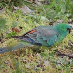 Psephotus haematonotus (Red-rumped Parrot) at Conder, ACT - 23 Sep 2023 by michaelb