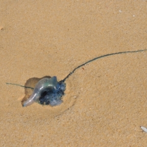 Physalia utriculus at Mirador, NSW - 10 Oct 2023