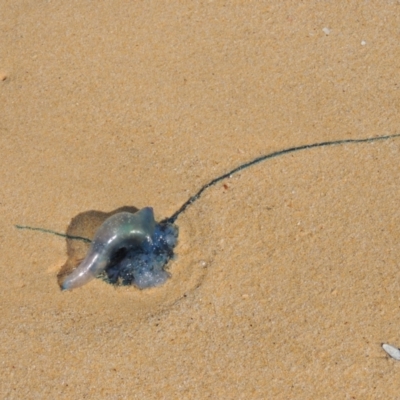 Physalia utriculus (Bluebottle (Indo-Pacific form)) at Mirador, NSW - 10 Oct 2023 by michaelb