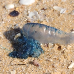 Physalia utriculus at Mirador, NSW - 10 Oct 2023