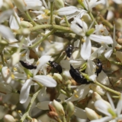 Mordella sp. (genus) (Pintail or tumbling flower beetle) at Lyons, ACT - 14 Dec 2023 by ran452