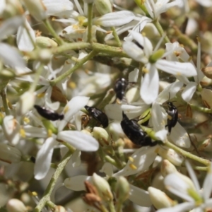 Mordella sp. (genus) at Lyons, ACT - 14 Dec 2023