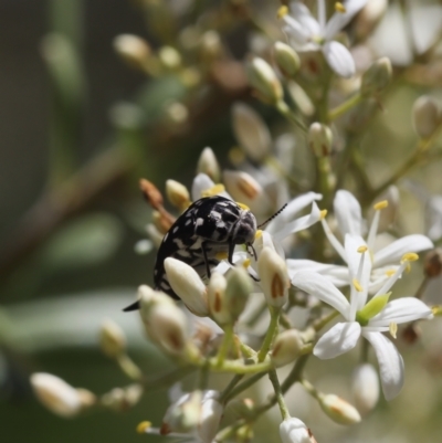 Mordella dumbrelli (Dumbrell's Pintail Beetle) at Lyons, ACT - 14 Dec 2023 by ran452