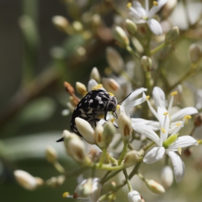 Mordella dumbrelli (Dumbrell's Pintail Beetle) at Lyons, ACT - 13 Dec 2023 by ran452