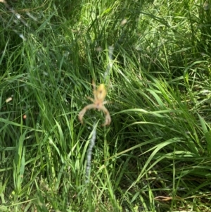 Araneinae (subfamily) at Lyons, ACT - 18 Dec 2022